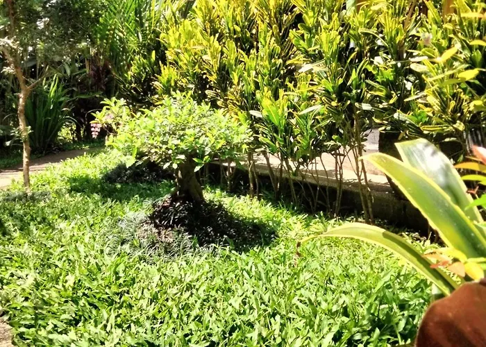 Buntera * Sidemen (Bali)